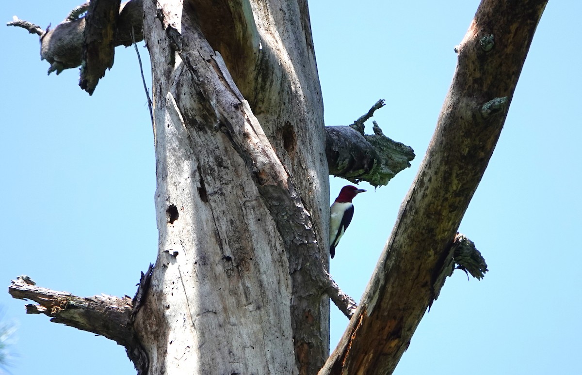 Red-headed Woodpecker - Brian Carlson