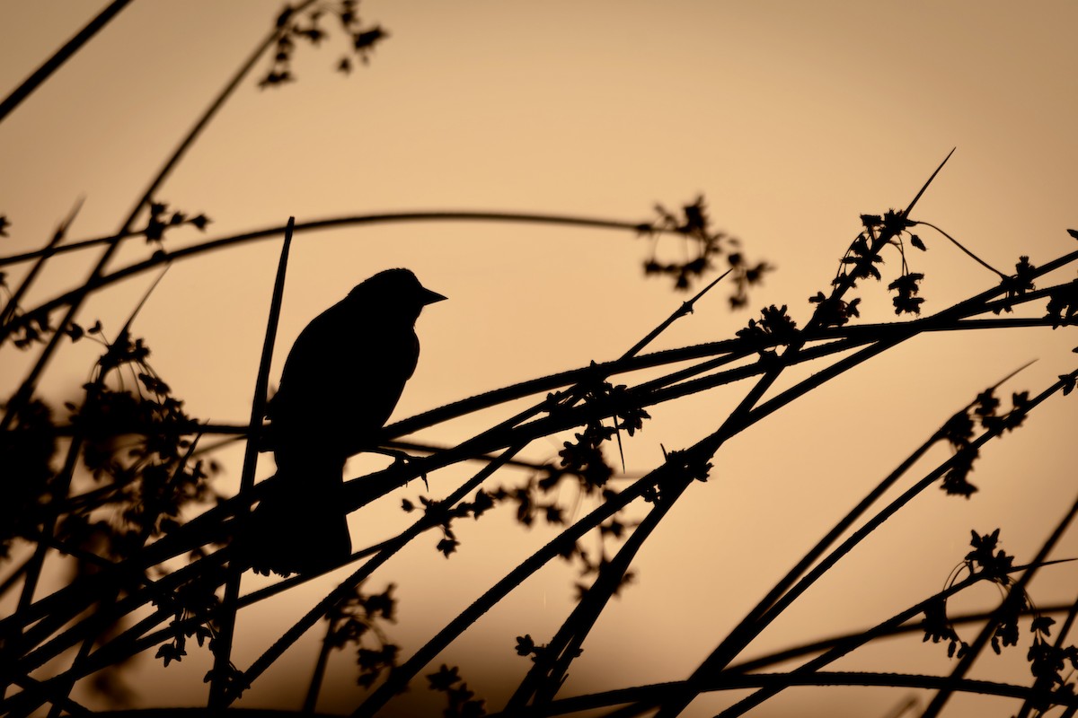 Red-winged Blackbird - Daniel Pankey