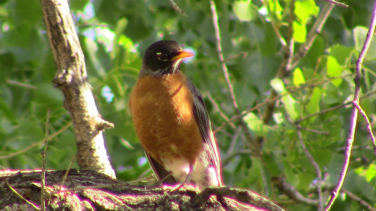 American Robin - ML619250705