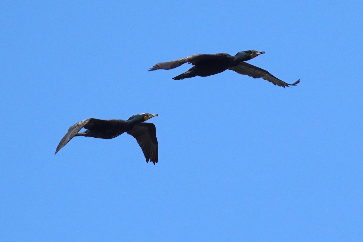 Double-crested Cormorant - ML619250711