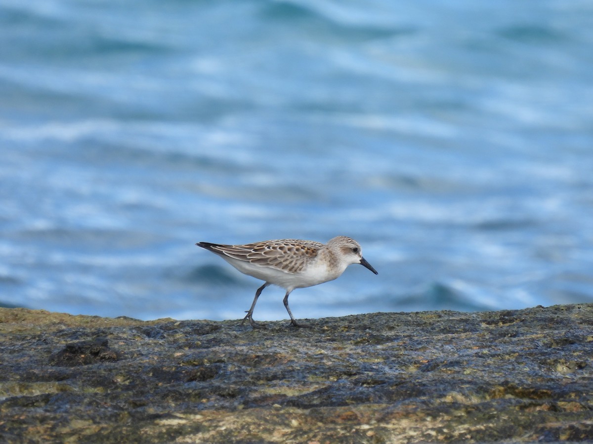 rødstrupesnipe/dvergsnipe - ML619250715