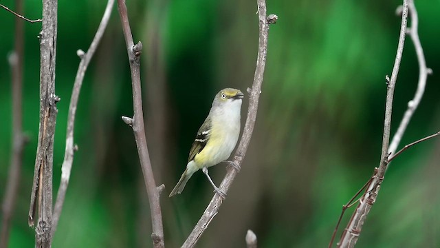 Ak Gözlü Vireo - ML619250726