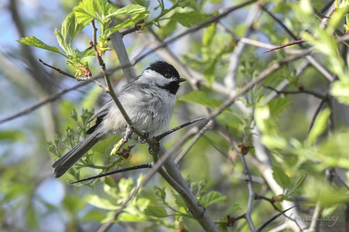 Black-capped Chickadee - Lucien Lemay