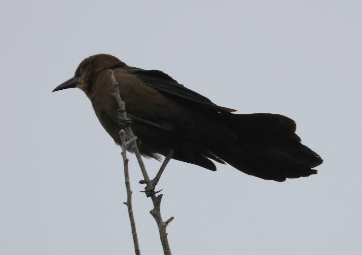 Great-tailed Grackle - ML619250731