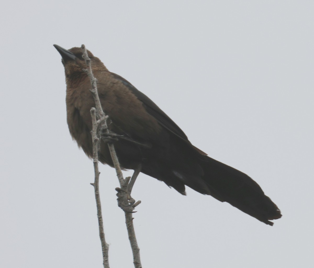 Great-tailed Grackle - ML619250732