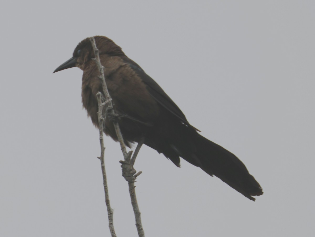 Great-tailed Grackle - ML619250733