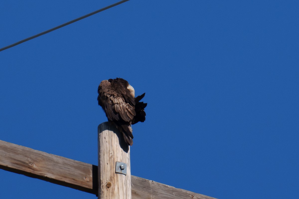 Golden Eagle - Linda Chittum