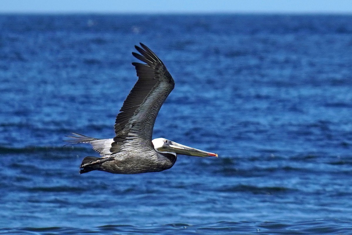 Brown Pelican - ML619250737