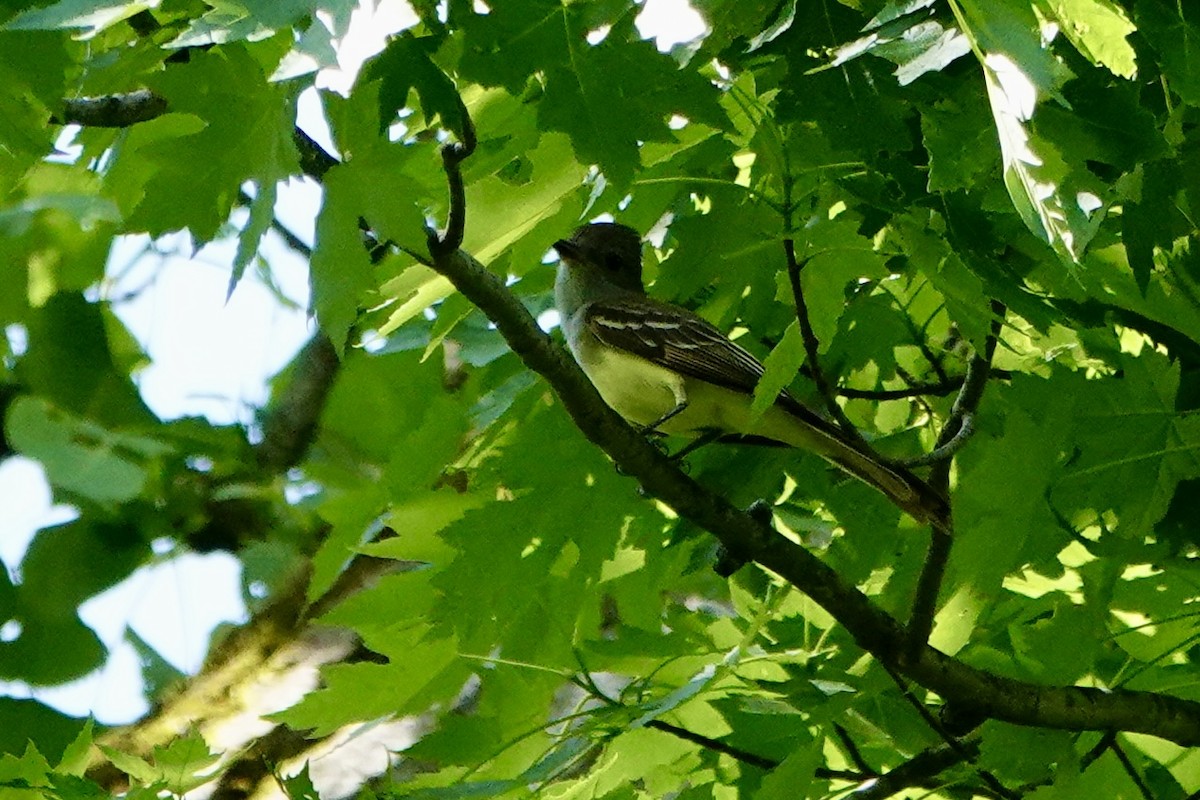 Great Crested Flycatcher - ML619250739