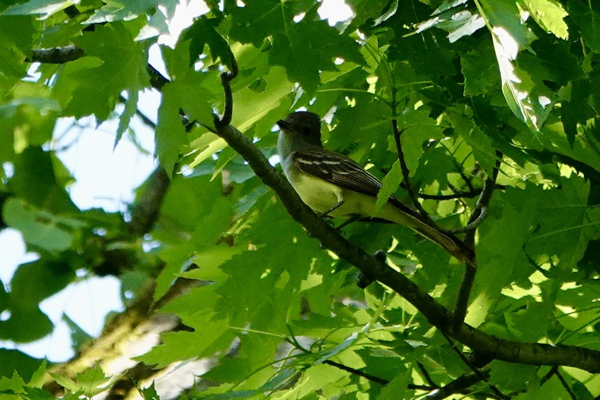 Great Crested Flycatcher - Rob Keys