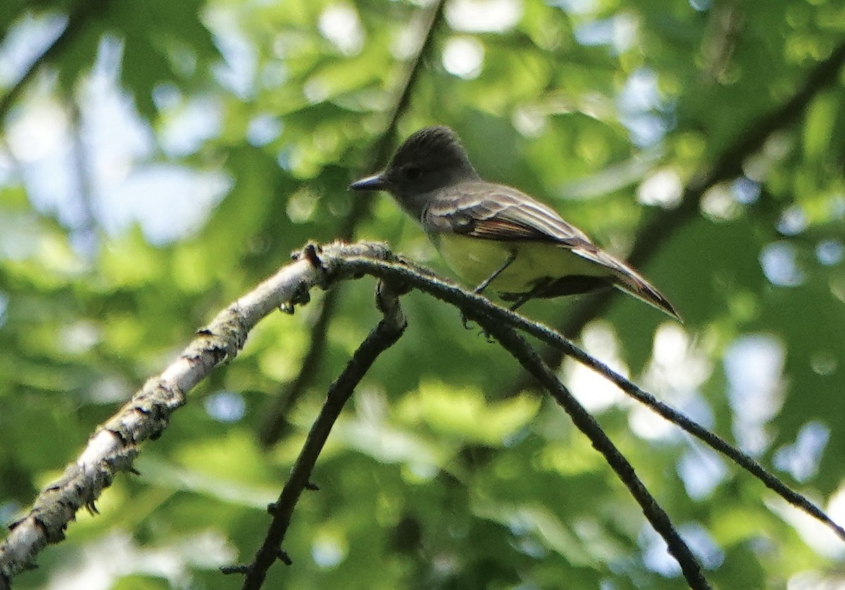 Great Crested Flycatcher - Rob Keys