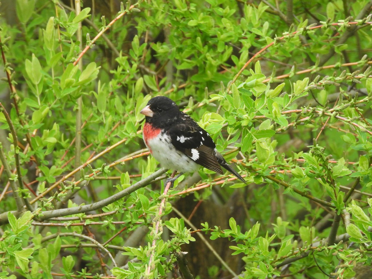 Rose-breasted Grosbeak - Donna Millar