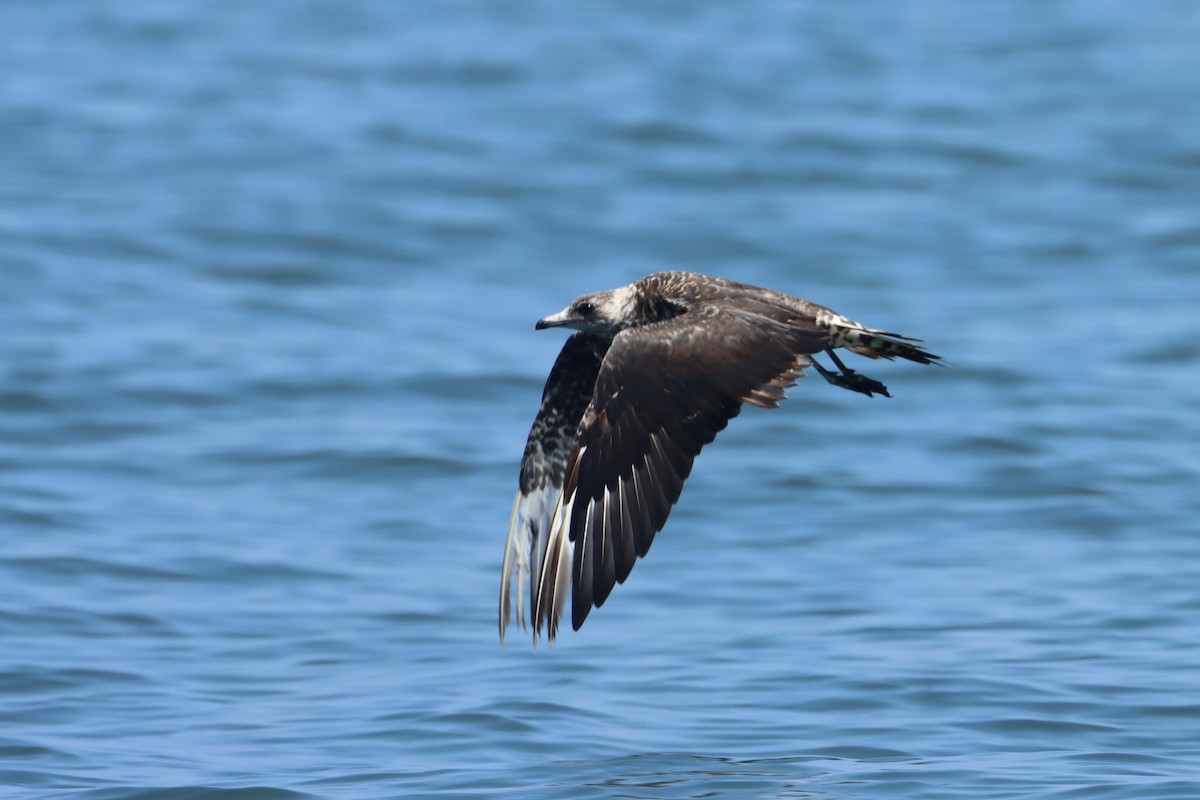 Parasitic Jaeger - ML619250748