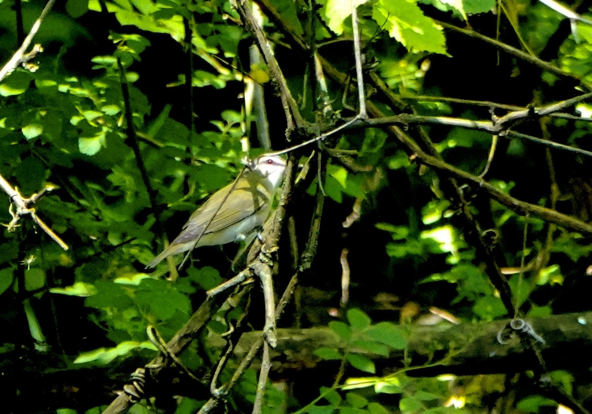 Red-eyed Vireo - ML619250751