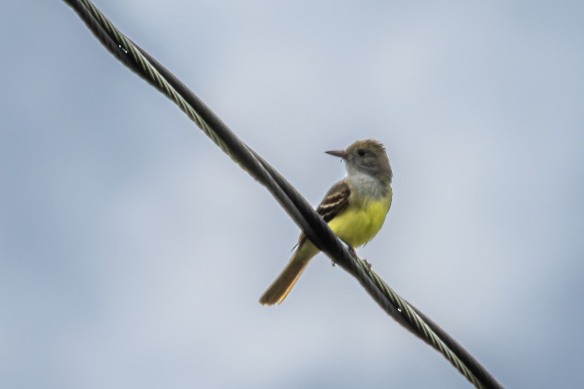 Great Crested Flycatcher - ML619250763