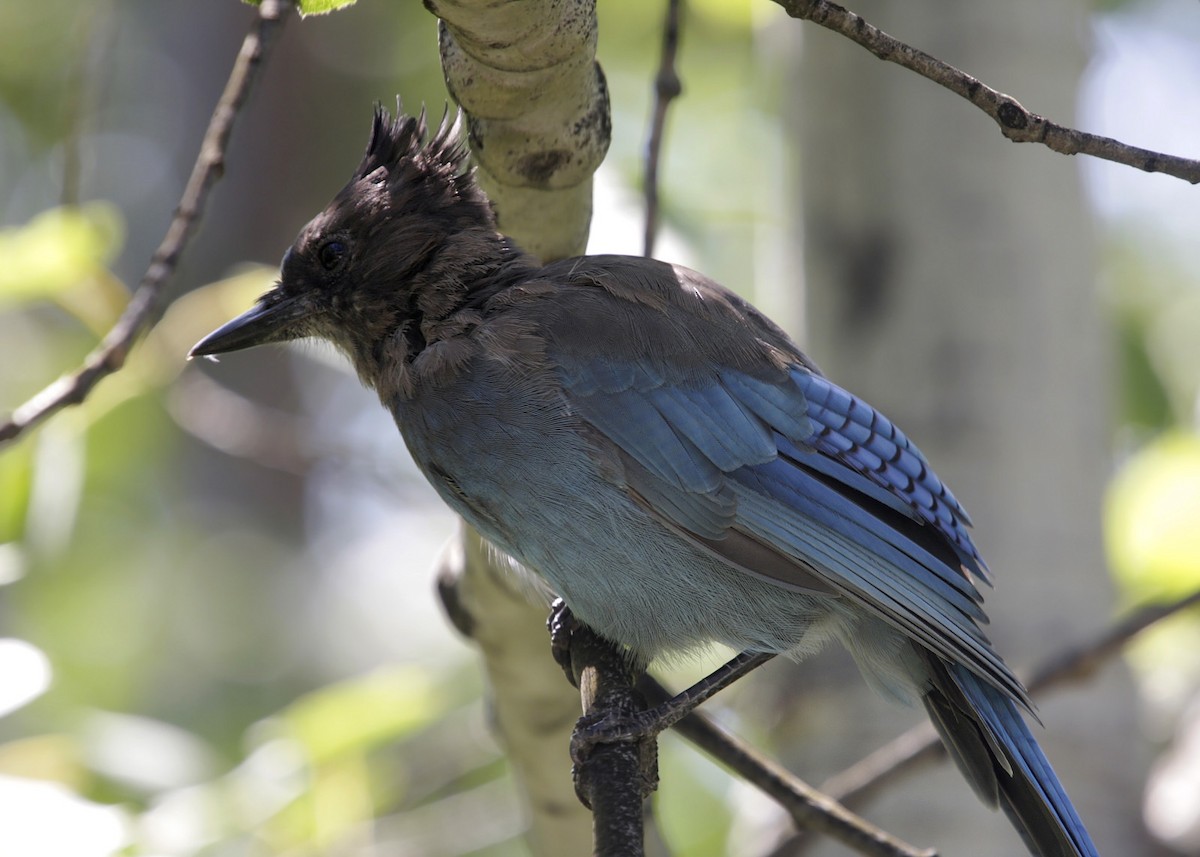 Steller's Jay - ML619250764