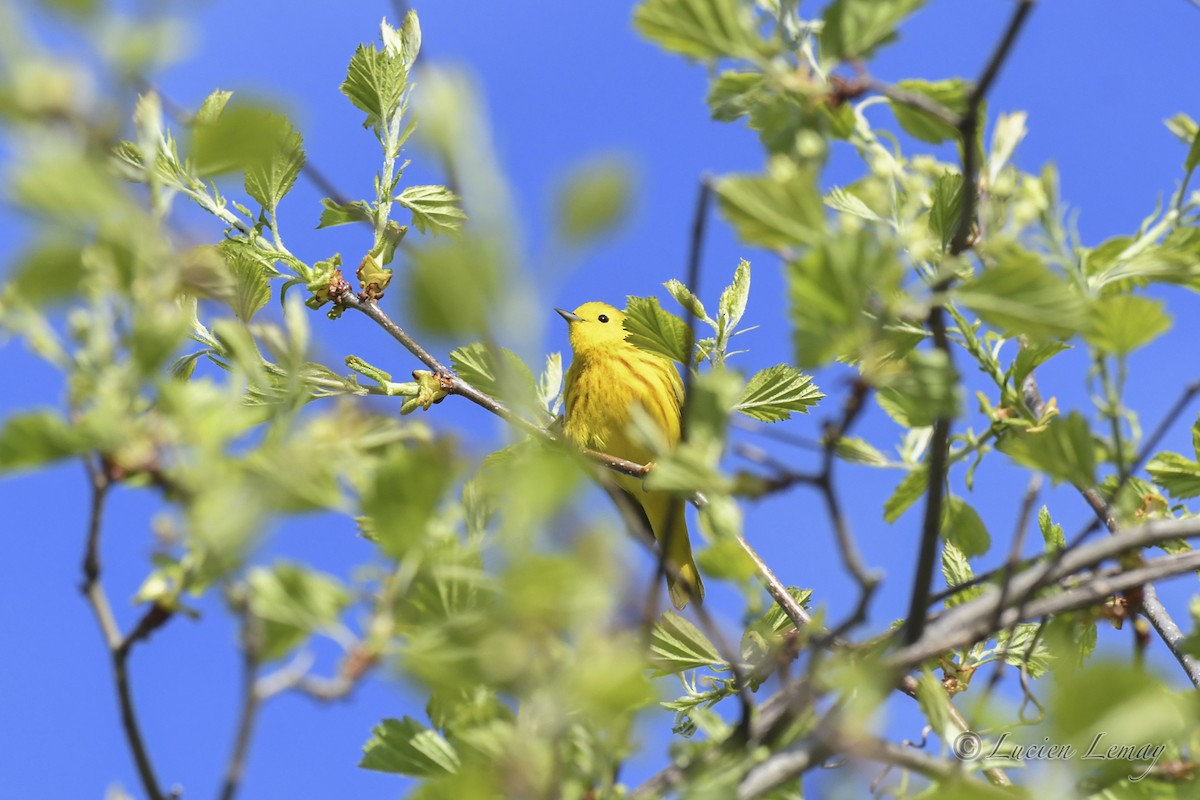 Yellow Warbler - Lucien Lemay