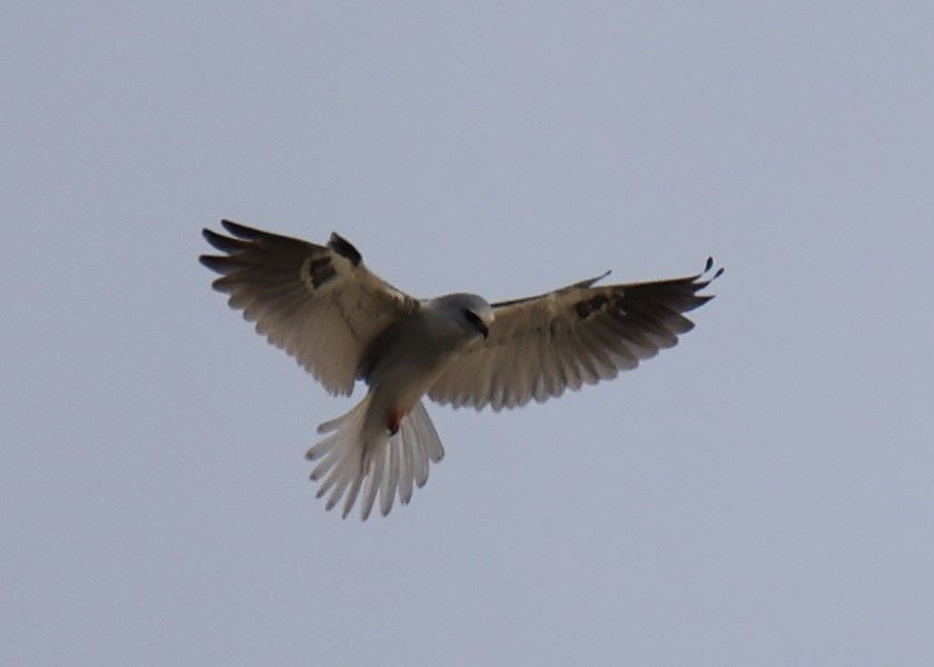 White-tailed Kite - Linda Dalton