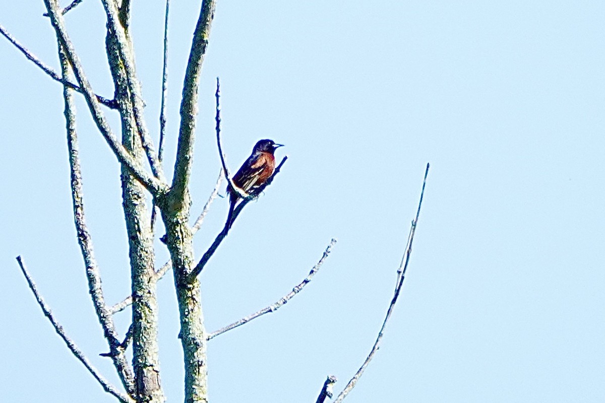 Orchard Oriole - Rob Keys