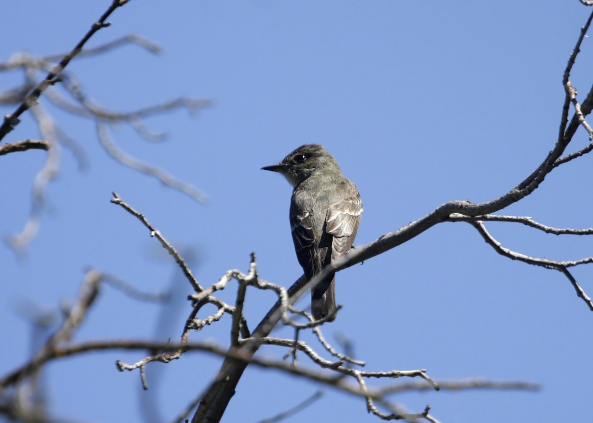 Western Wood-Pewee - ML619250781