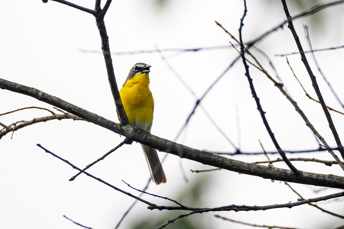 Yellow-breasted Chat - ML619250789