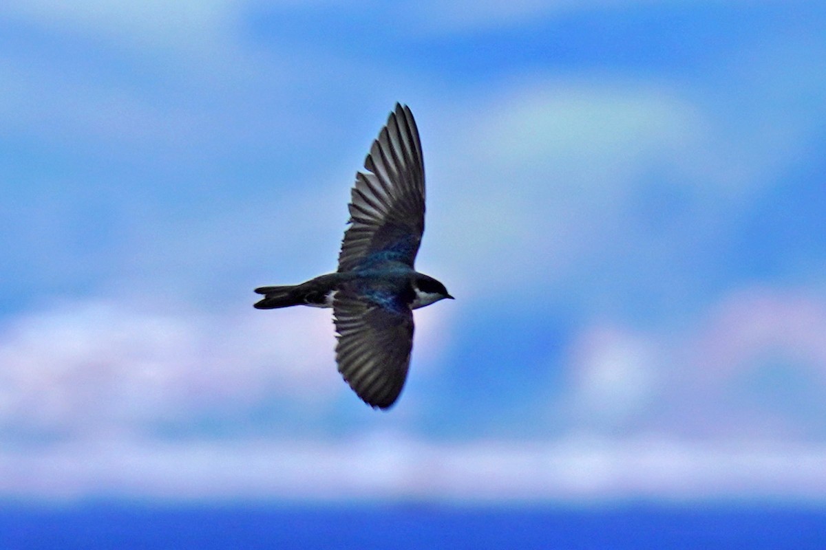 Golondrina Bicolor - ML619250791