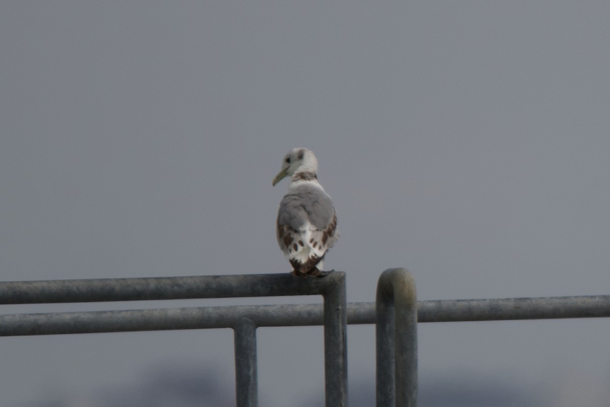 Black-legged Kittiwake - Neil Pankey