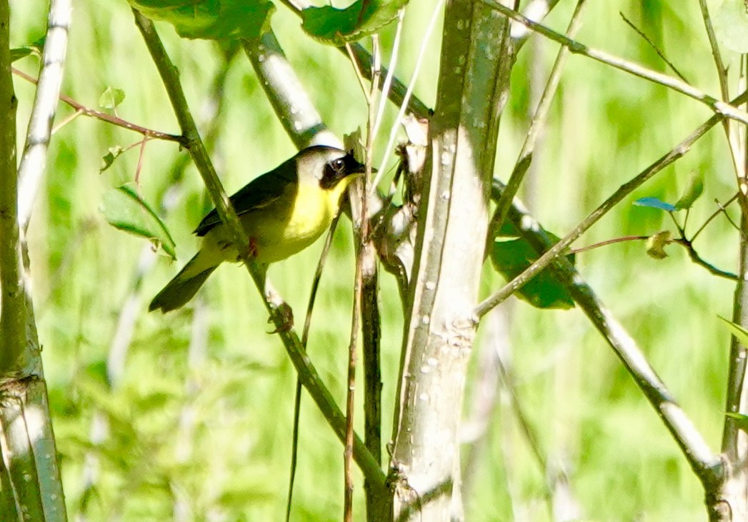 Common Yellowthroat - ML619250815