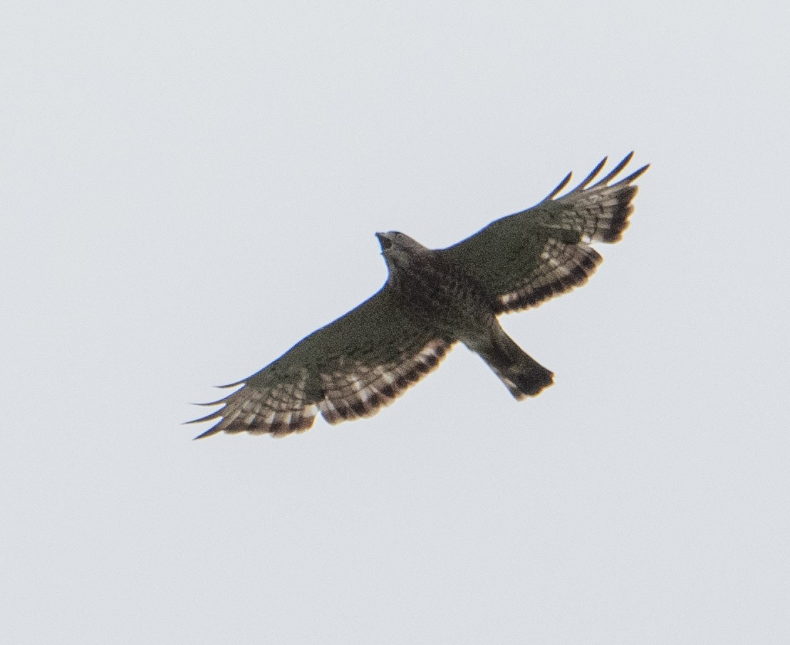 Broad-winged Hawk - Susan Lanier