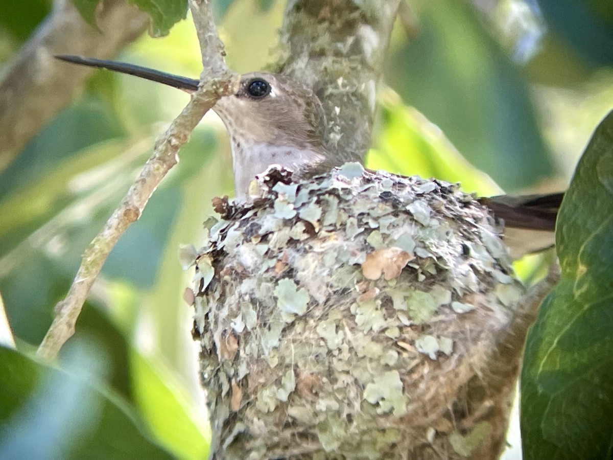 Black-chinned Hummingbird - Aaron Boone