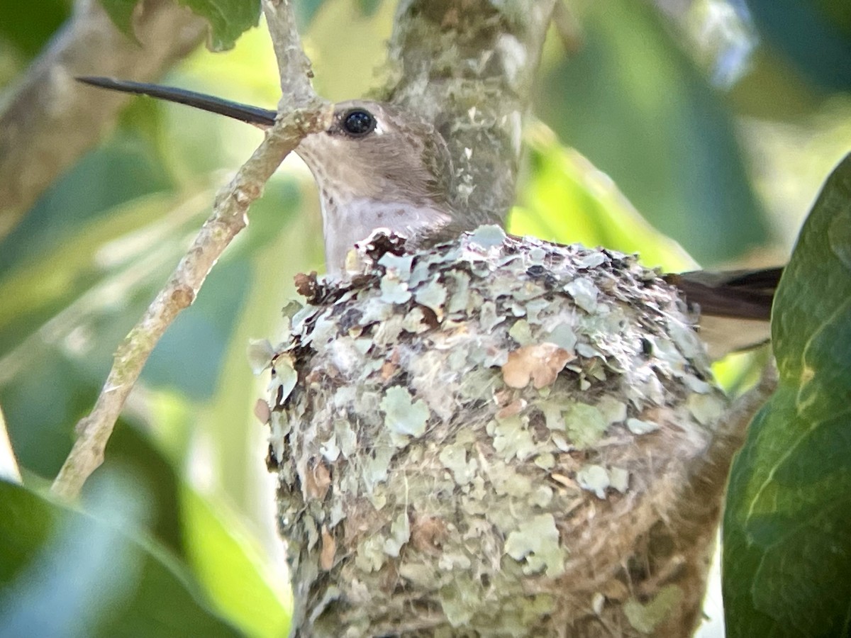 Colibrí Gorjinegro - ML619250820