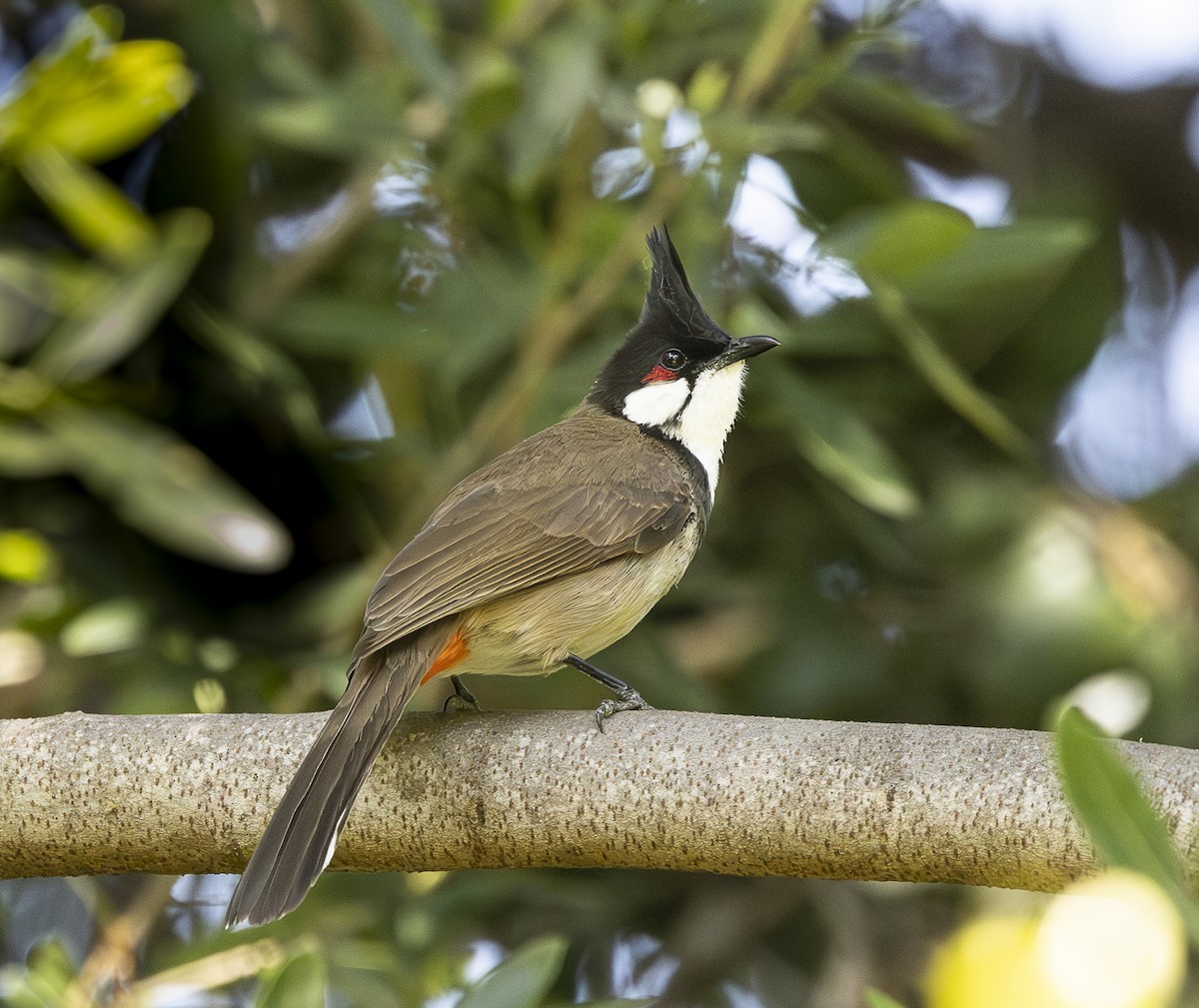 Red-whiskered Bulbul - Ed Corey