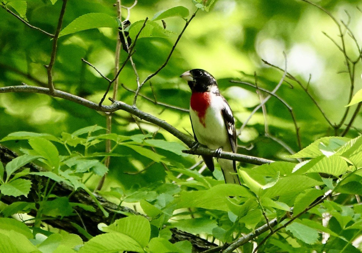 Rose-breasted Grosbeak - ML619250829