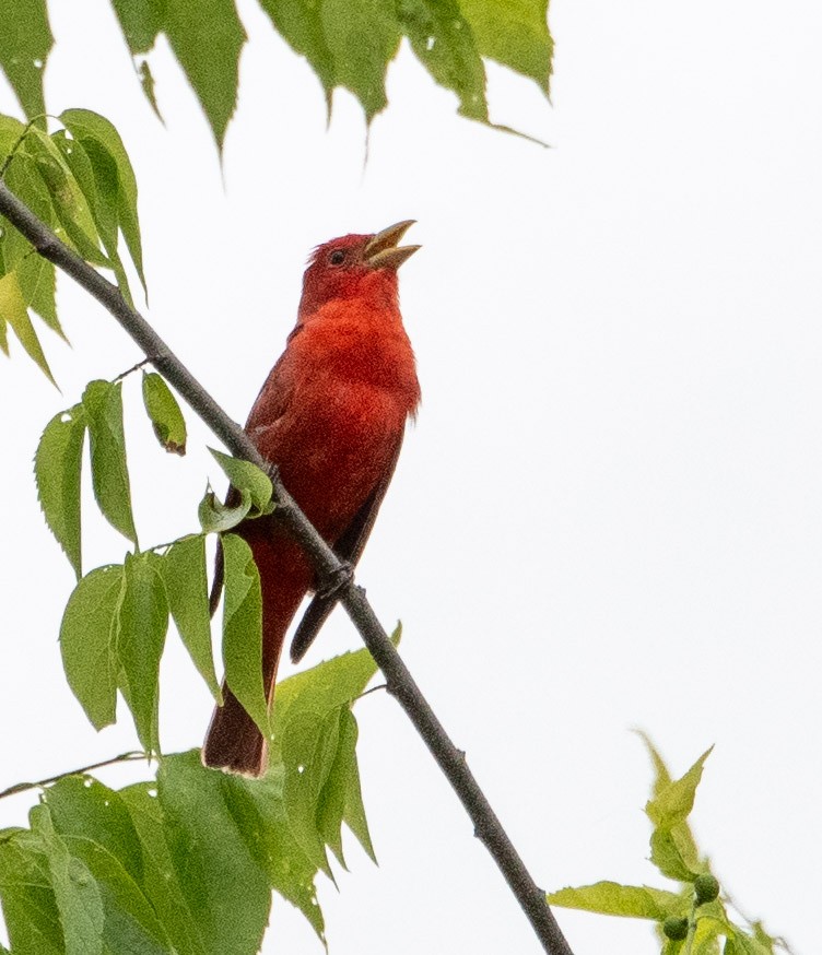 Summer Tanager - Susan Lanier