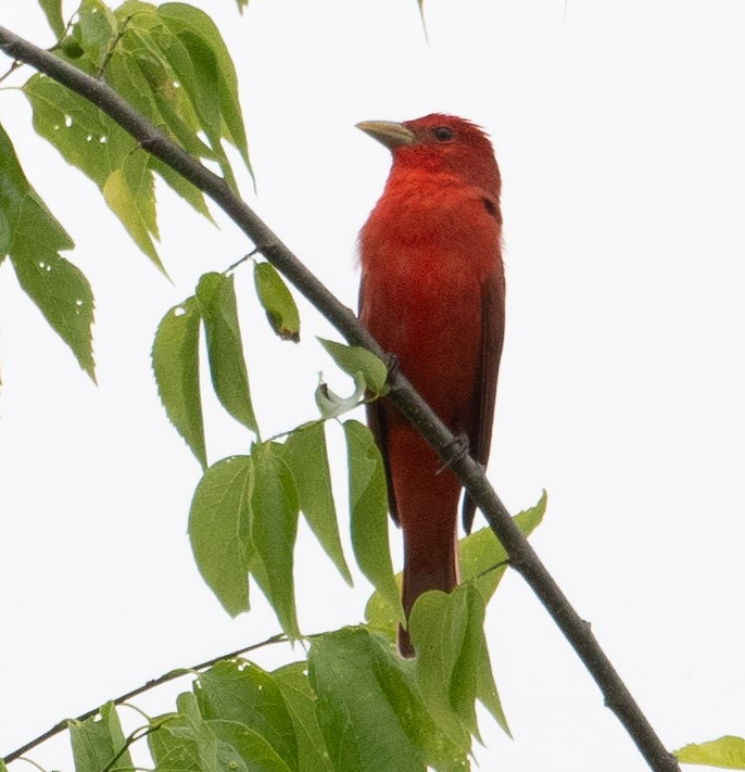 Summer Tanager - Susan Lanier