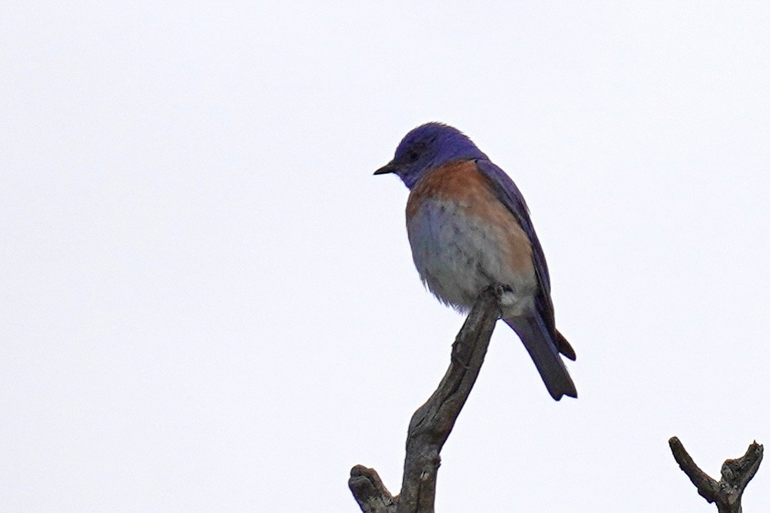 Western Bluebird - Susan Iannucci