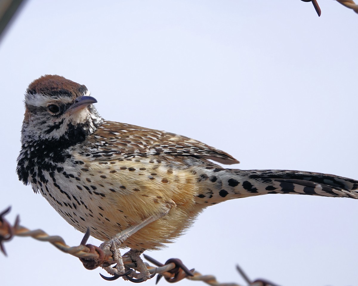 Cactus Wren - Marie Ostrander