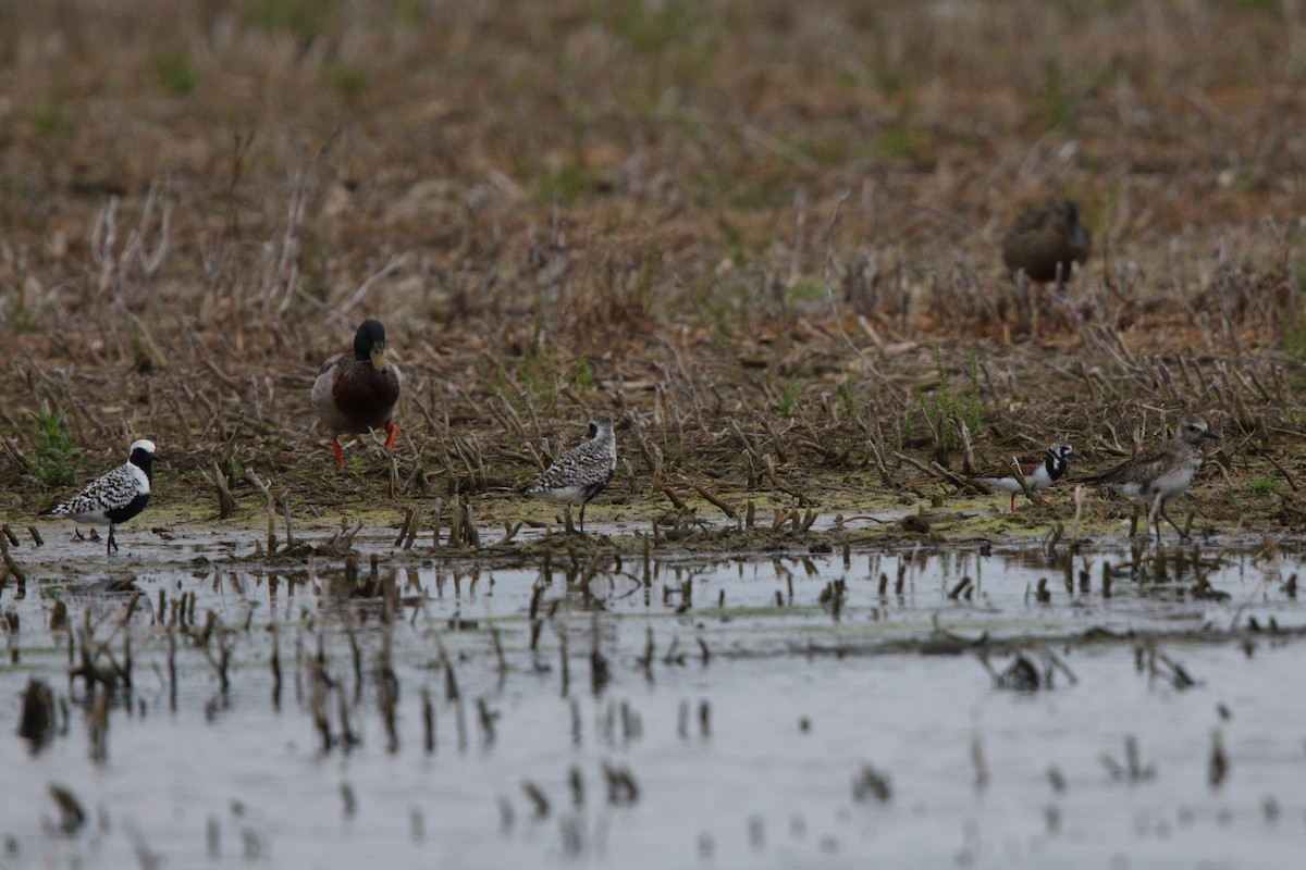 Ruddy Turnstone - ML619250864