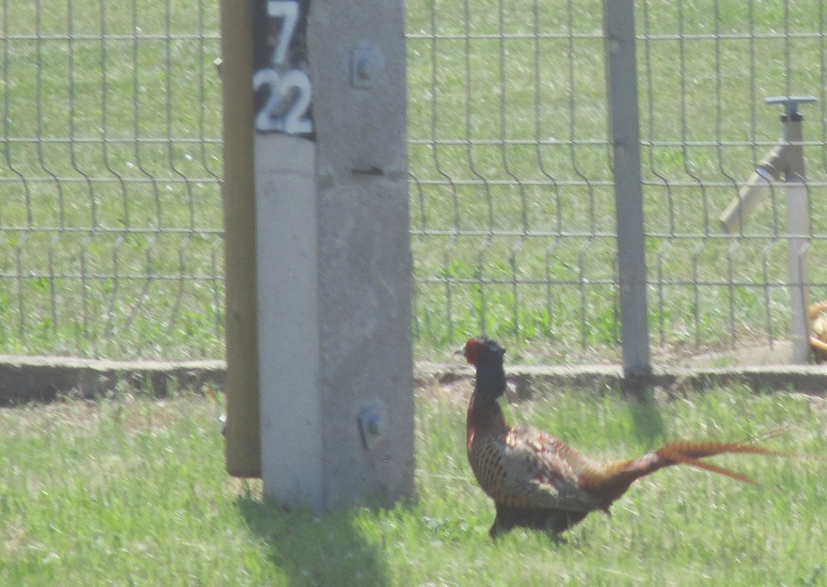 Ring-necked Pheasant - Tamas Zeke
