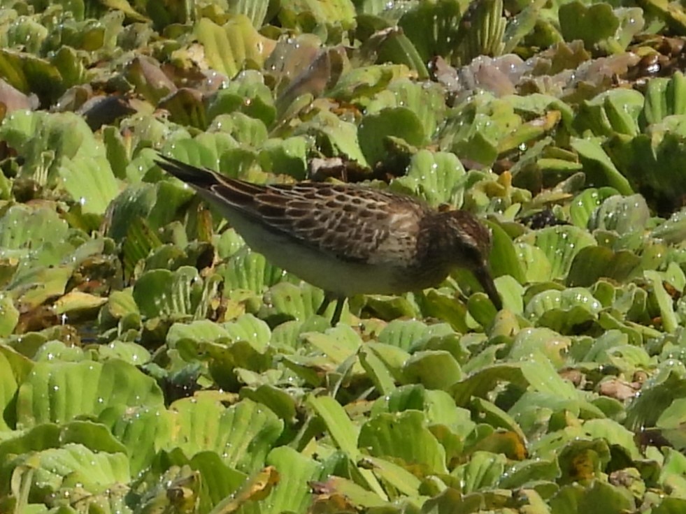 Pectoral Sandpiper - Nick Komar