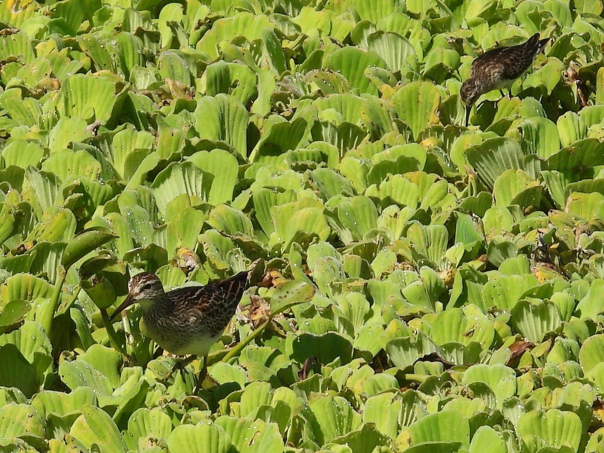 Pectoral Sandpiper - Nick Komar