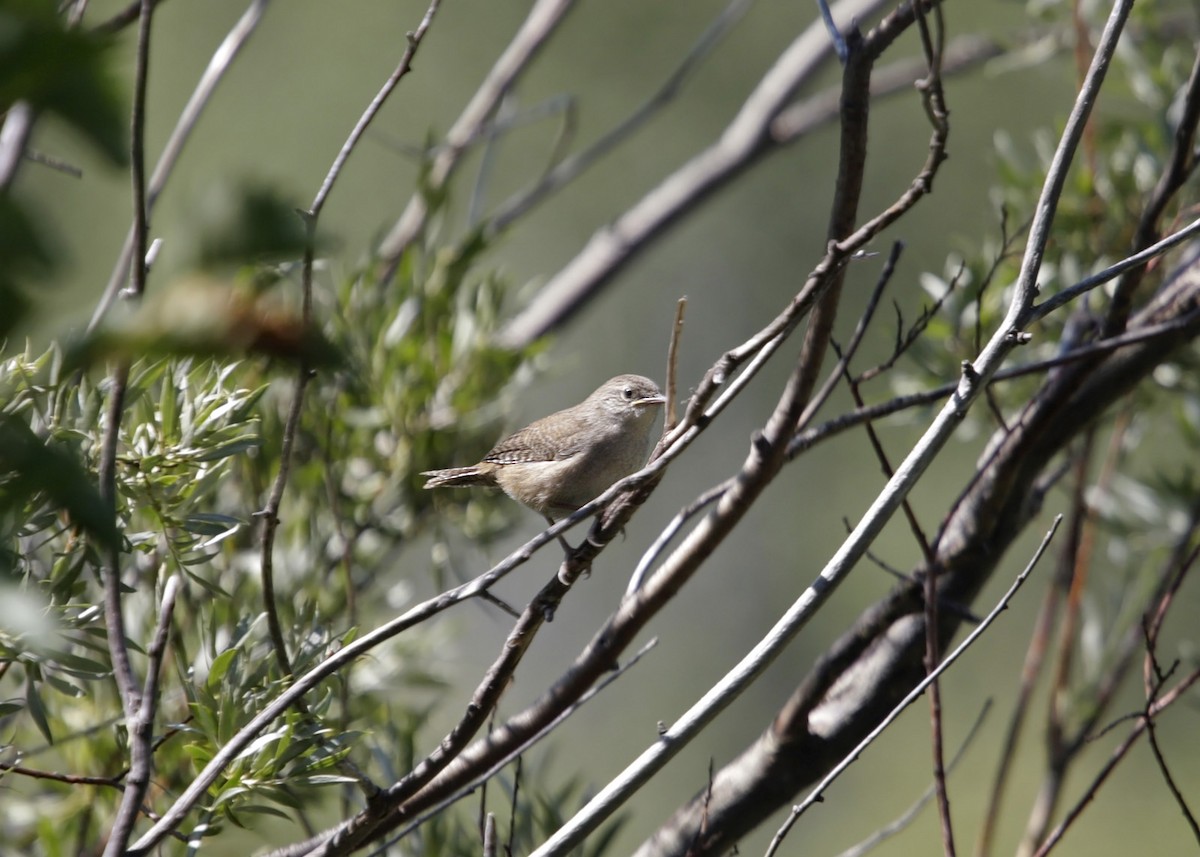 House Wren - William Clark