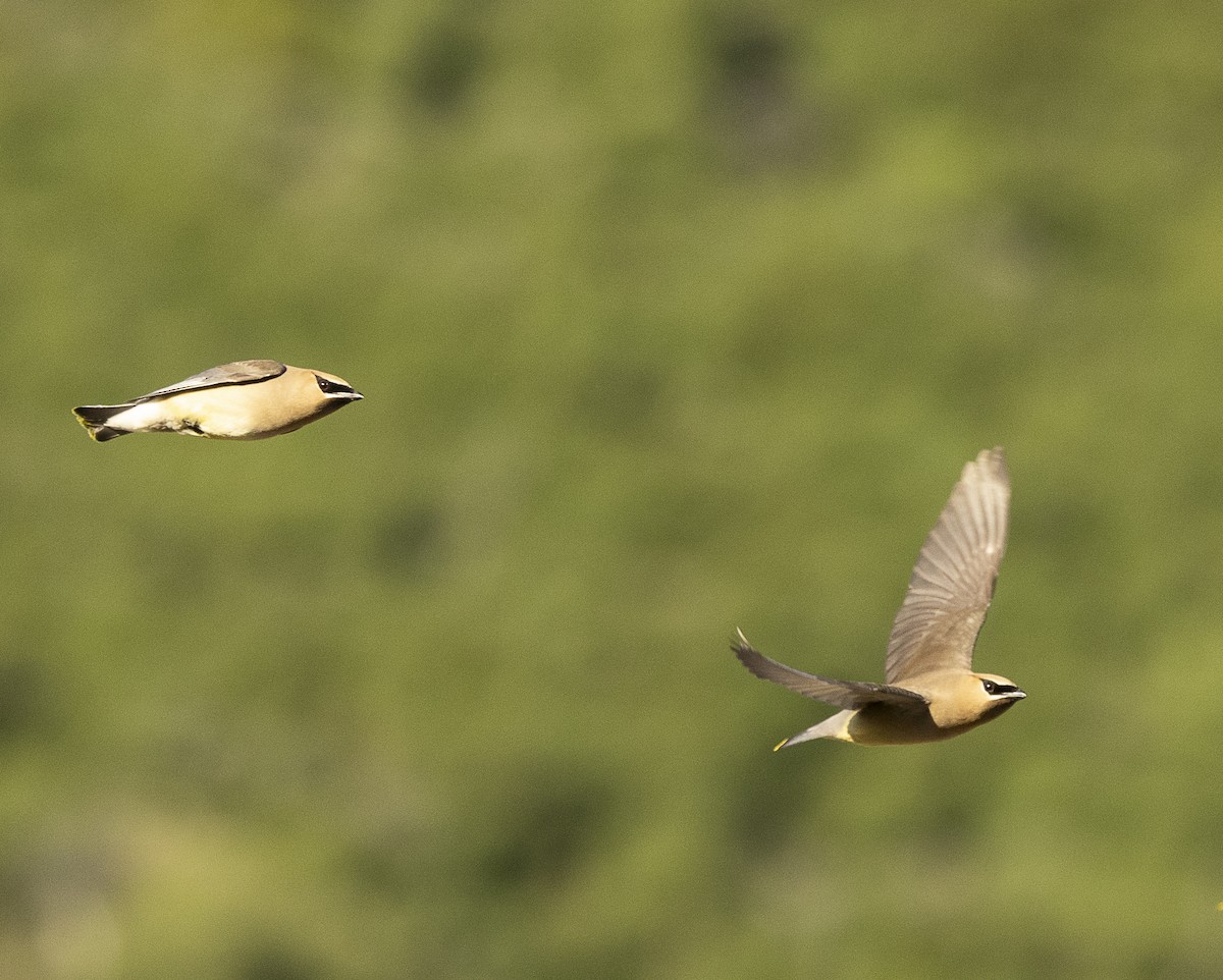 Cedar Waxwing - Ed Corey