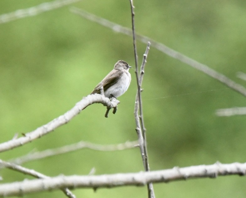 Northern Rough-winged Swallow - Joan Heffernan