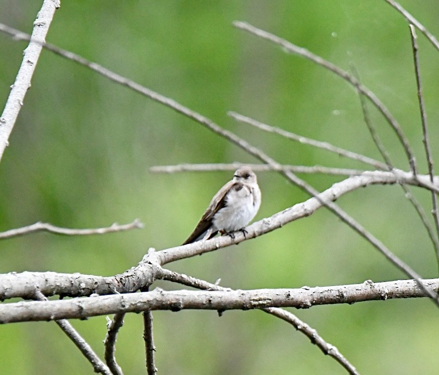 Northern Rough-winged Swallow - Joan Heffernan