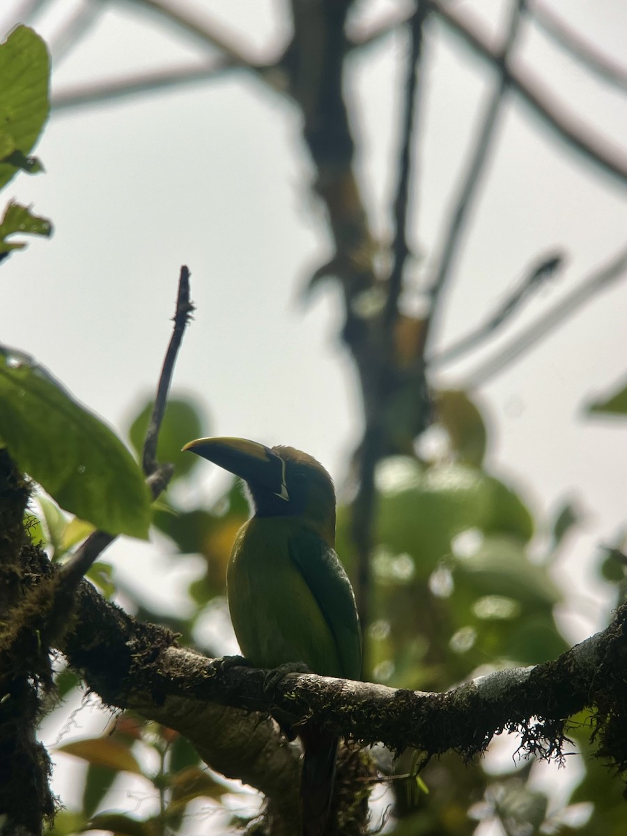 Northern Emerald-Toucanet - ML619250915