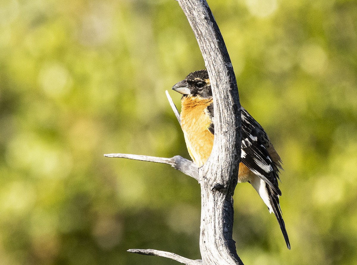 Black-headed Grosbeak - ML619250920