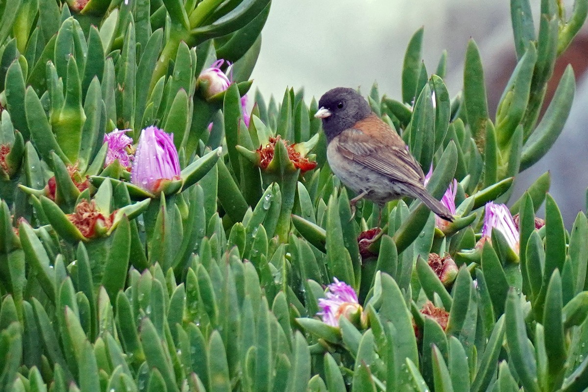 Dark-eyed Junco - ML619250929