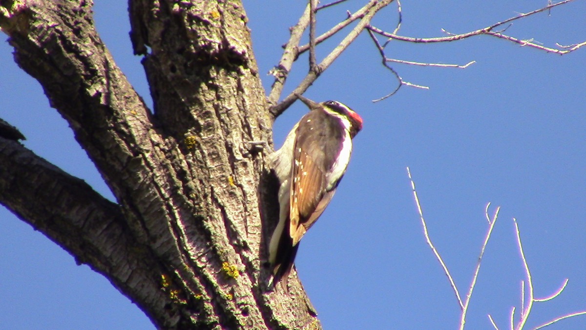 Hairy Woodpecker - ML619250946