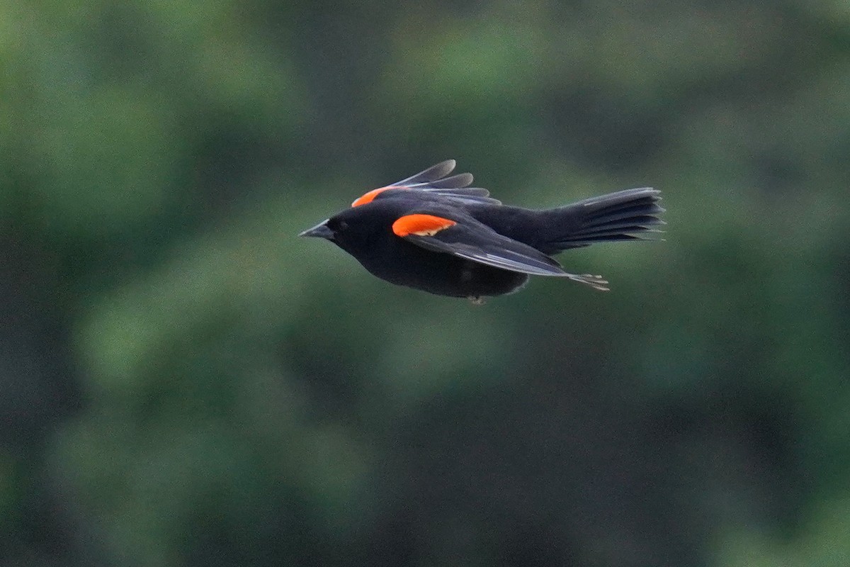 Red-winged Blackbird - Susan Iannucci